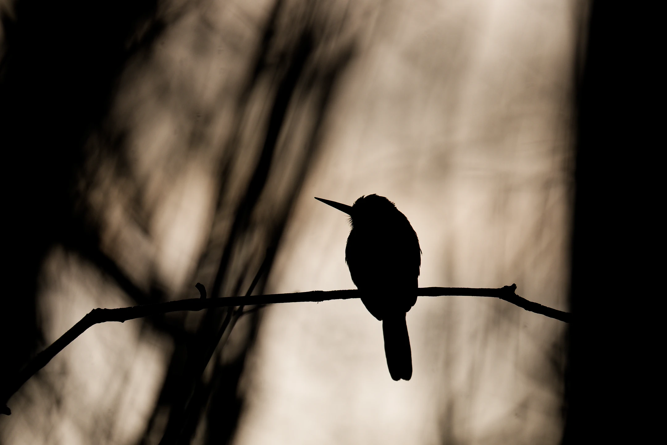 Photo : Jacamar vert (Galbula galbula) perché, en contre-jour, au Marais des Salines, Guyane.
