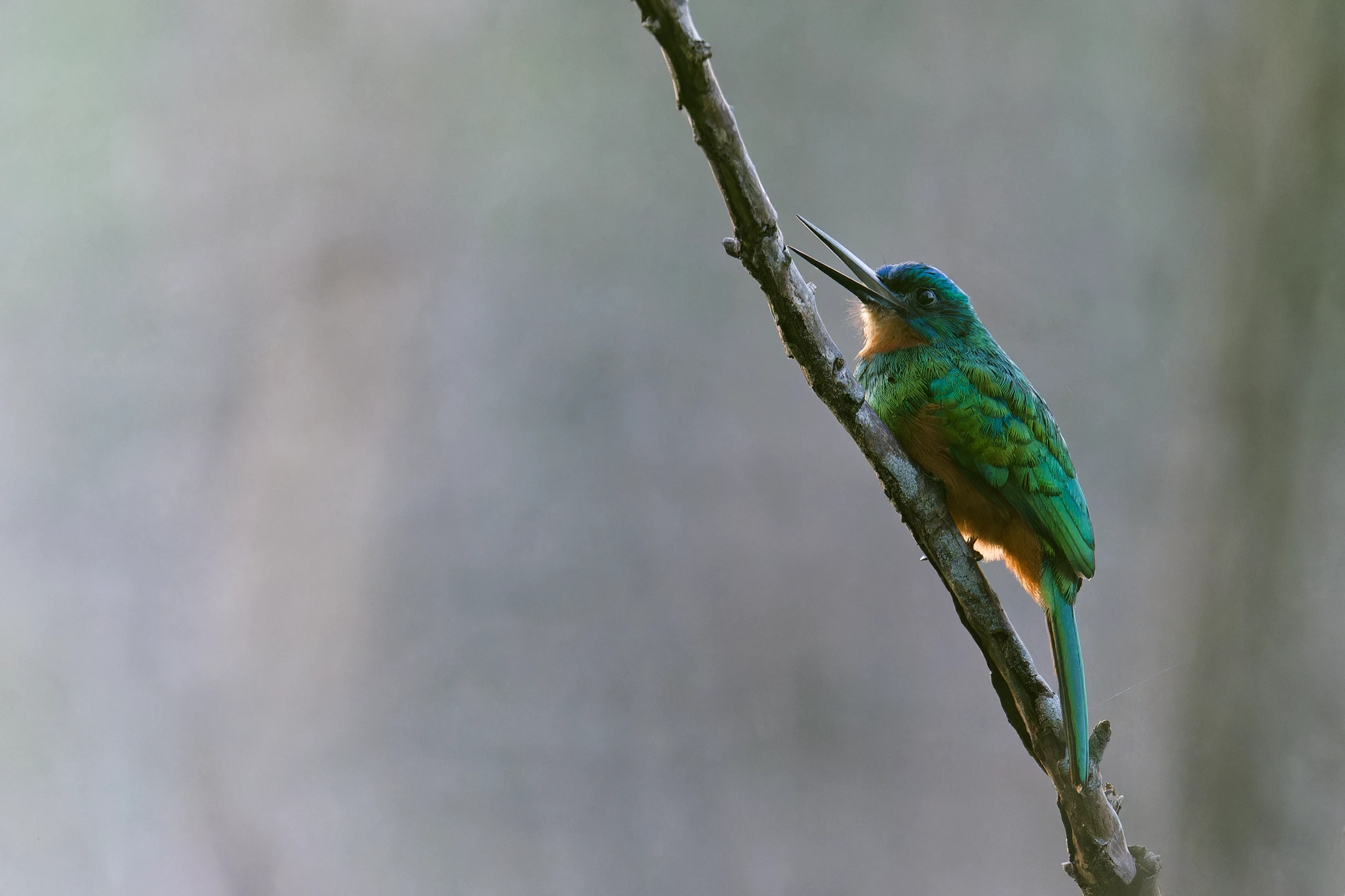 Photo : Jacamar vert (Galbula galbula) chantant au Marais des Salines, Guyane.