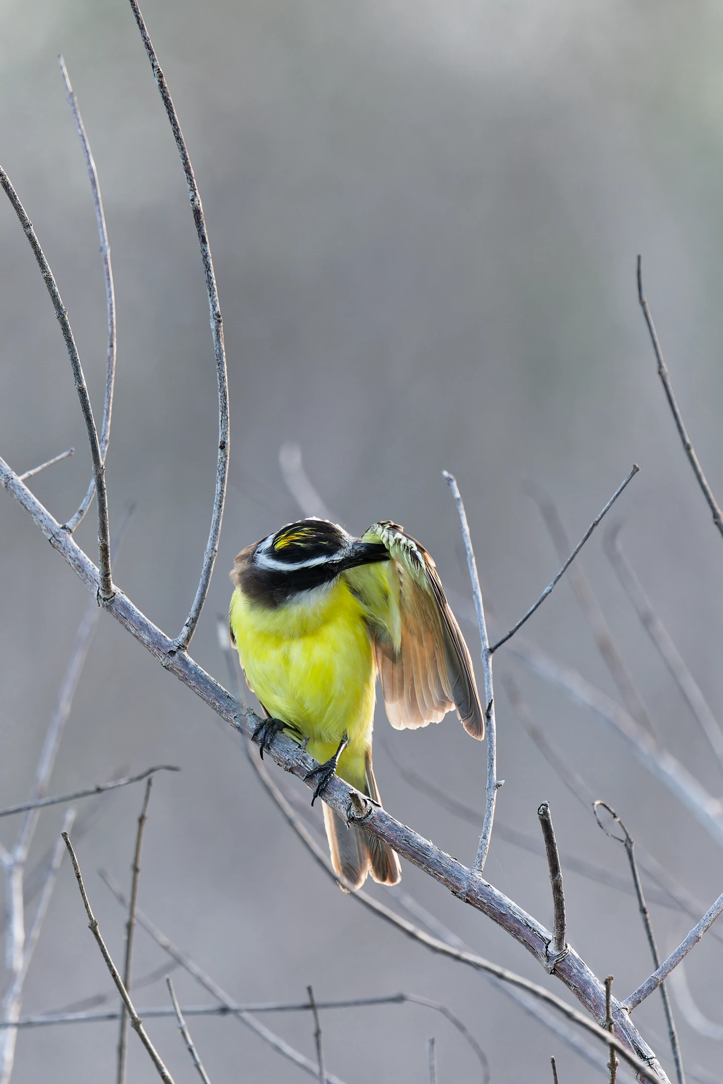Photo : Tyran quiquivi (Pitangus sulphuratus) se lissant les plumes au Marais des Salines, Guyane.