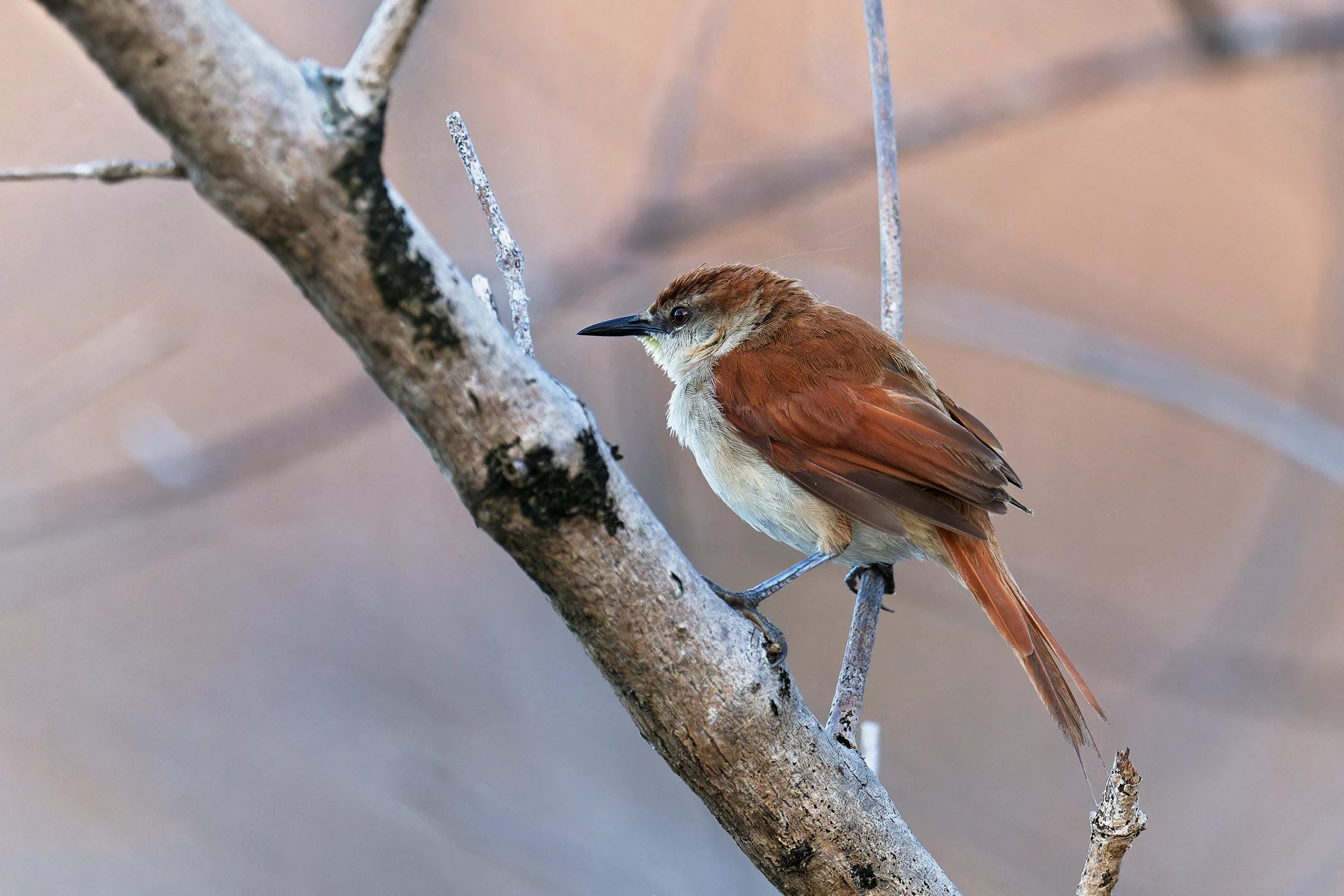 Photo : Synallaxe à gorge jaune (Certhiaxis cinnamomeus) perché sur une branche au Marais des Salines, Guyane.