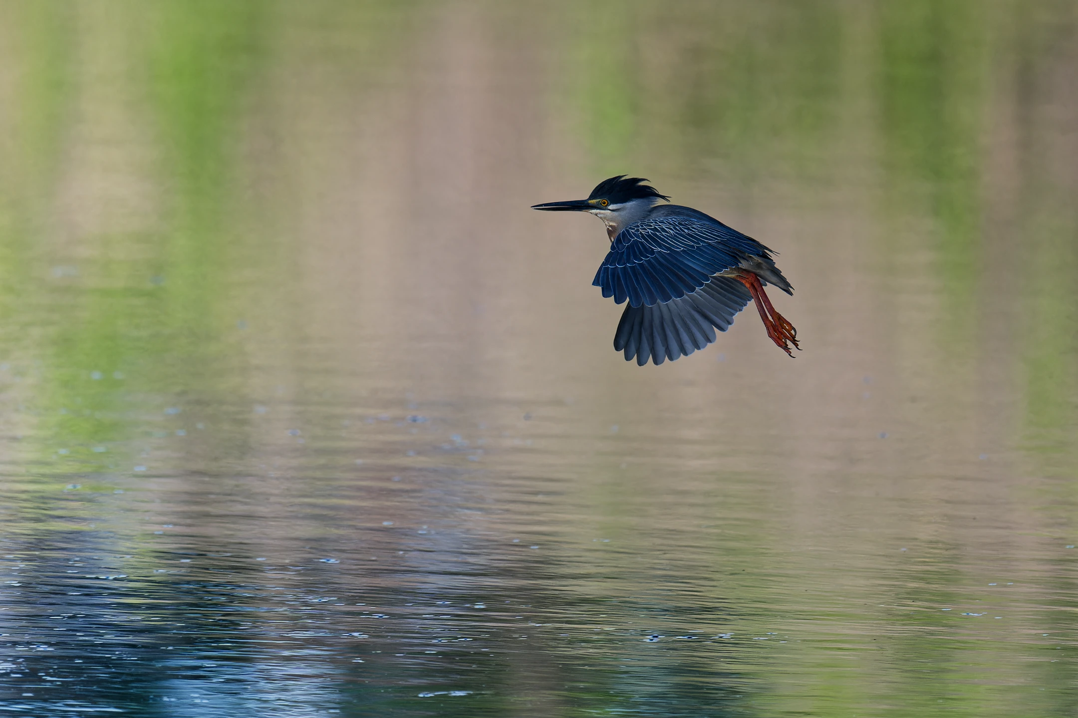 Photo : Héron strié (Butorides striata) en vol au Marais des Salines, Guyane.