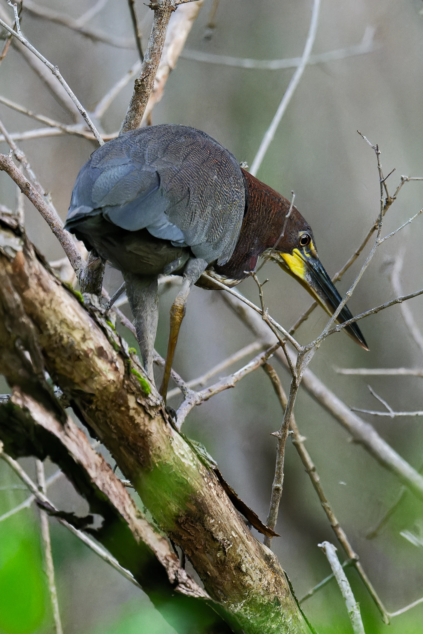 Photo : Onoré rayé (Tigrisoma lineatum) à l'affût au Marais des Salines, Guyane.