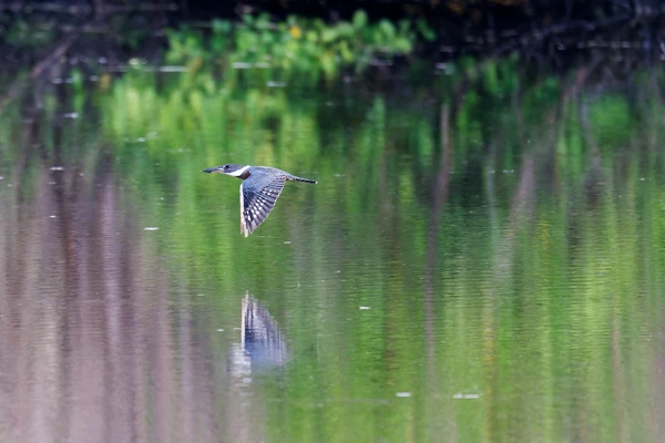 Photo : Martin-pêcheur à ventre roux (Megaceryle torquata) survolant le Marais des Salines.