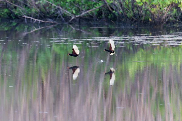 Photo : Jacana noir (Jacana jacana) en vol au Marais des Salines.
