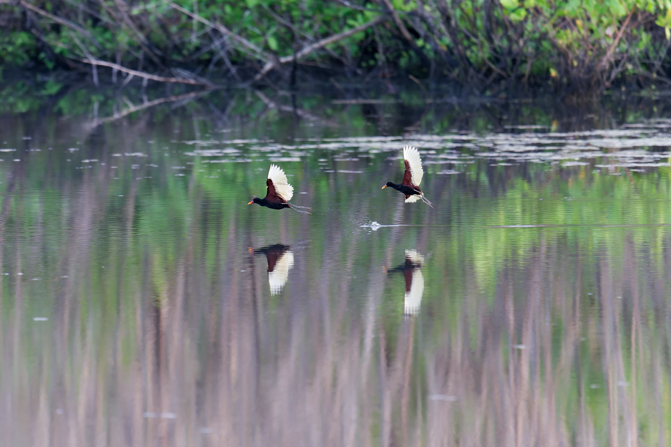Photo : Jacana noir (Jacana jacana) en vol au Marais des Salines, Guyane.