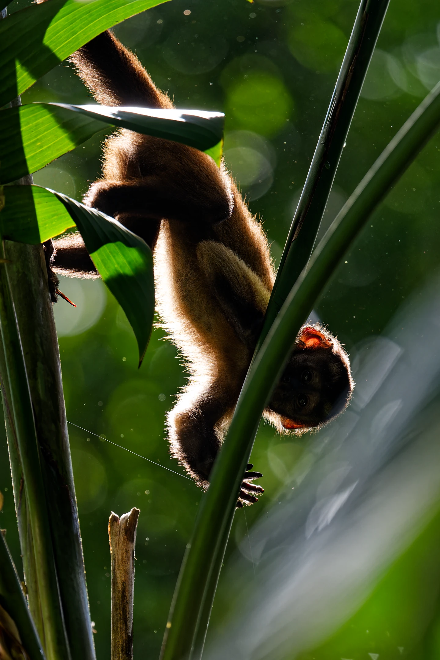 Photo : Capucin brun (Sapajus apella) juvénile en forêt tropicale, Guyane.
