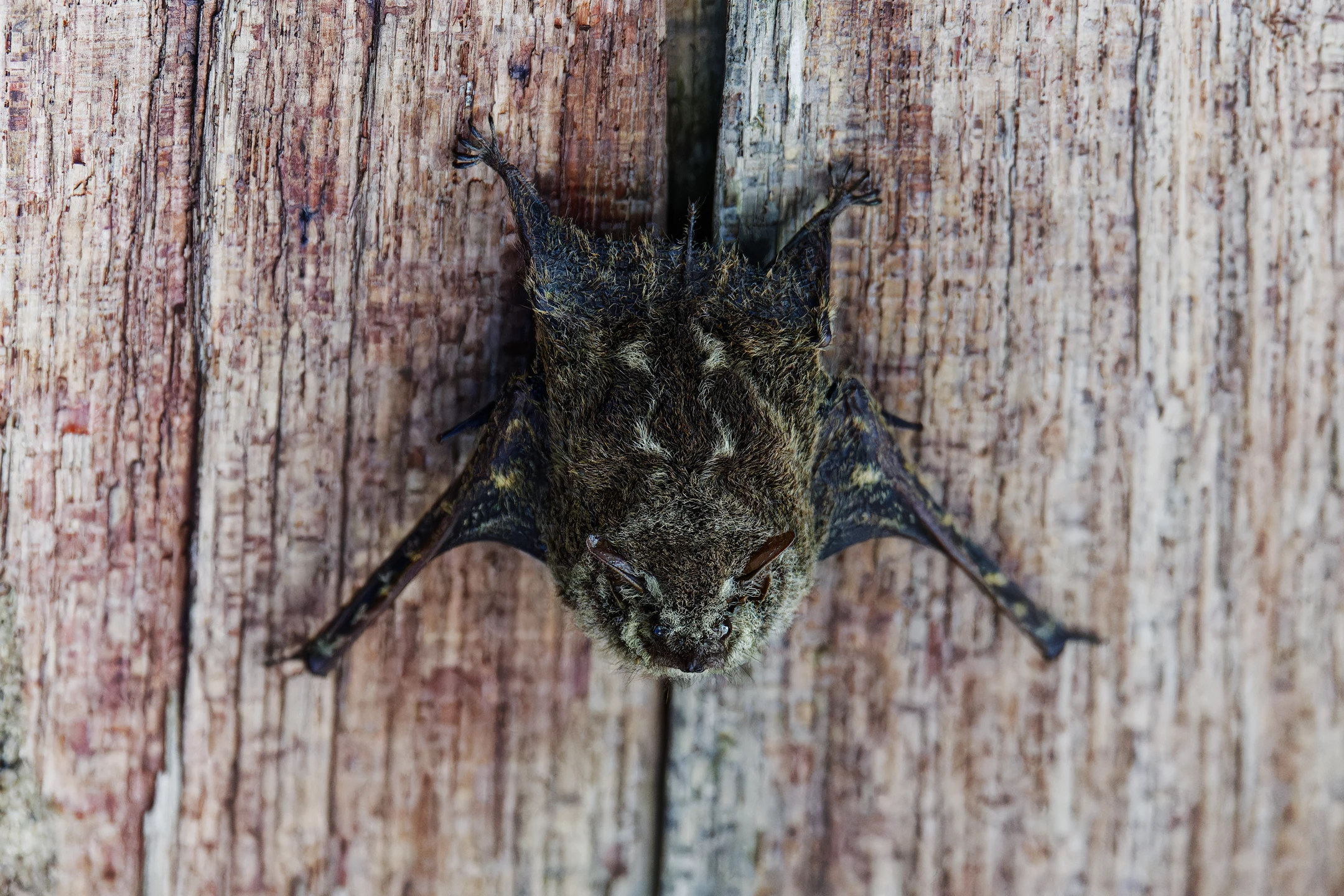 Photo : Nasin des rivières (Rhynchonycteris naso) au dortoir sous un carbet, au Marais des Salines, Guyane.