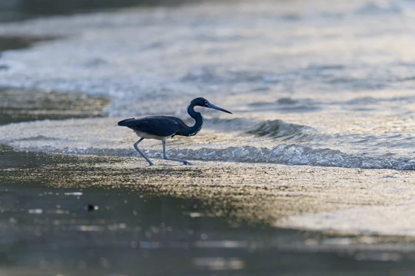 Photo : affût de l'Aigrette tricolore (Egretta tricolor) à la plage de Gosselin.