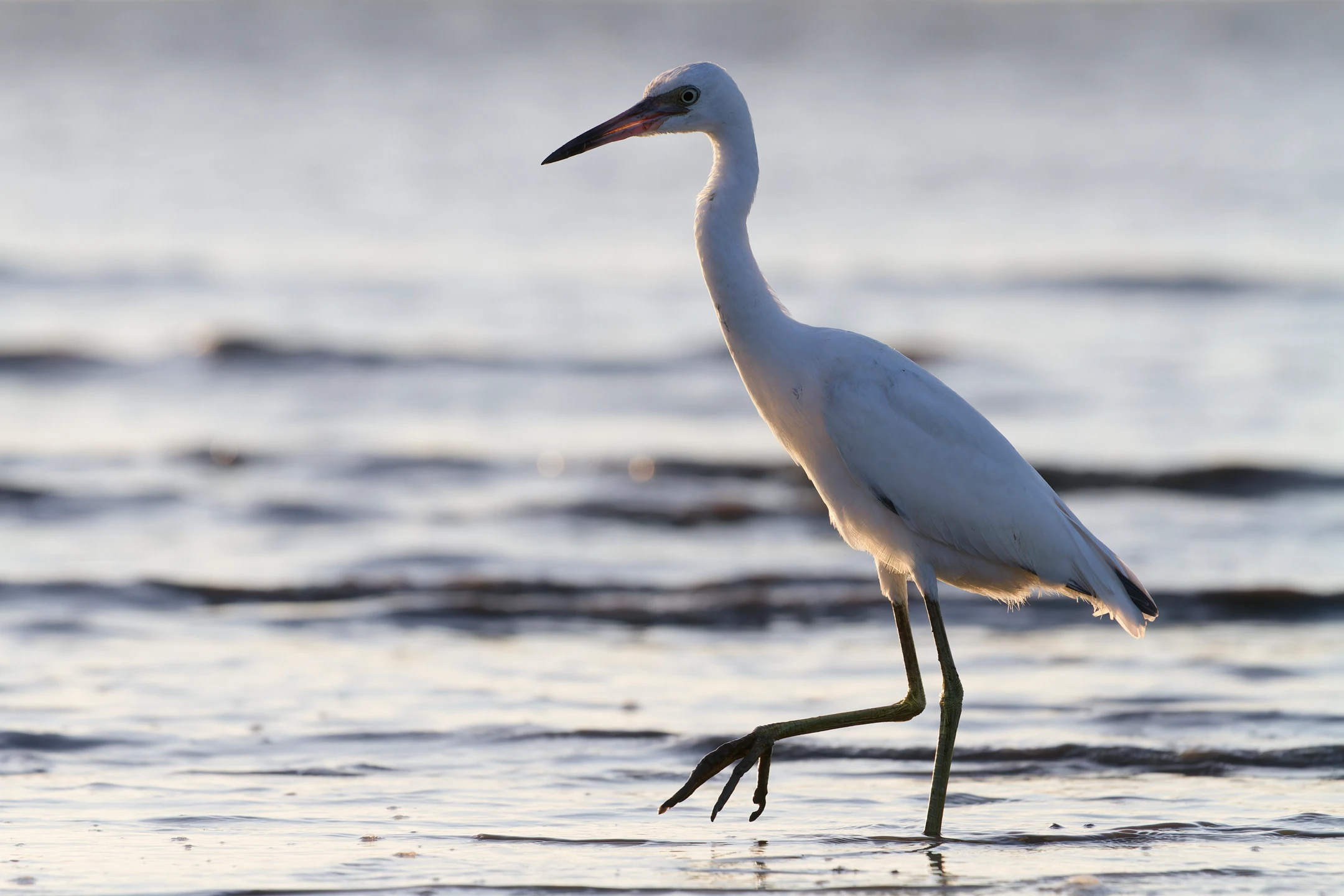Photo : Aigrette bleue (Egretta caerulea) à la plage de Kourou, Guyane.