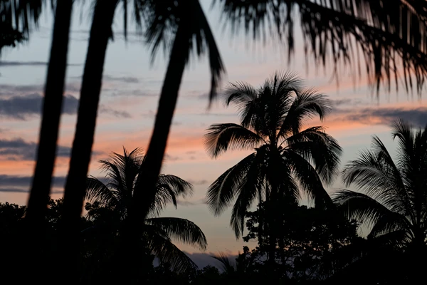 Photo : Cocotiers de la Plage des Salines au crépuscule.