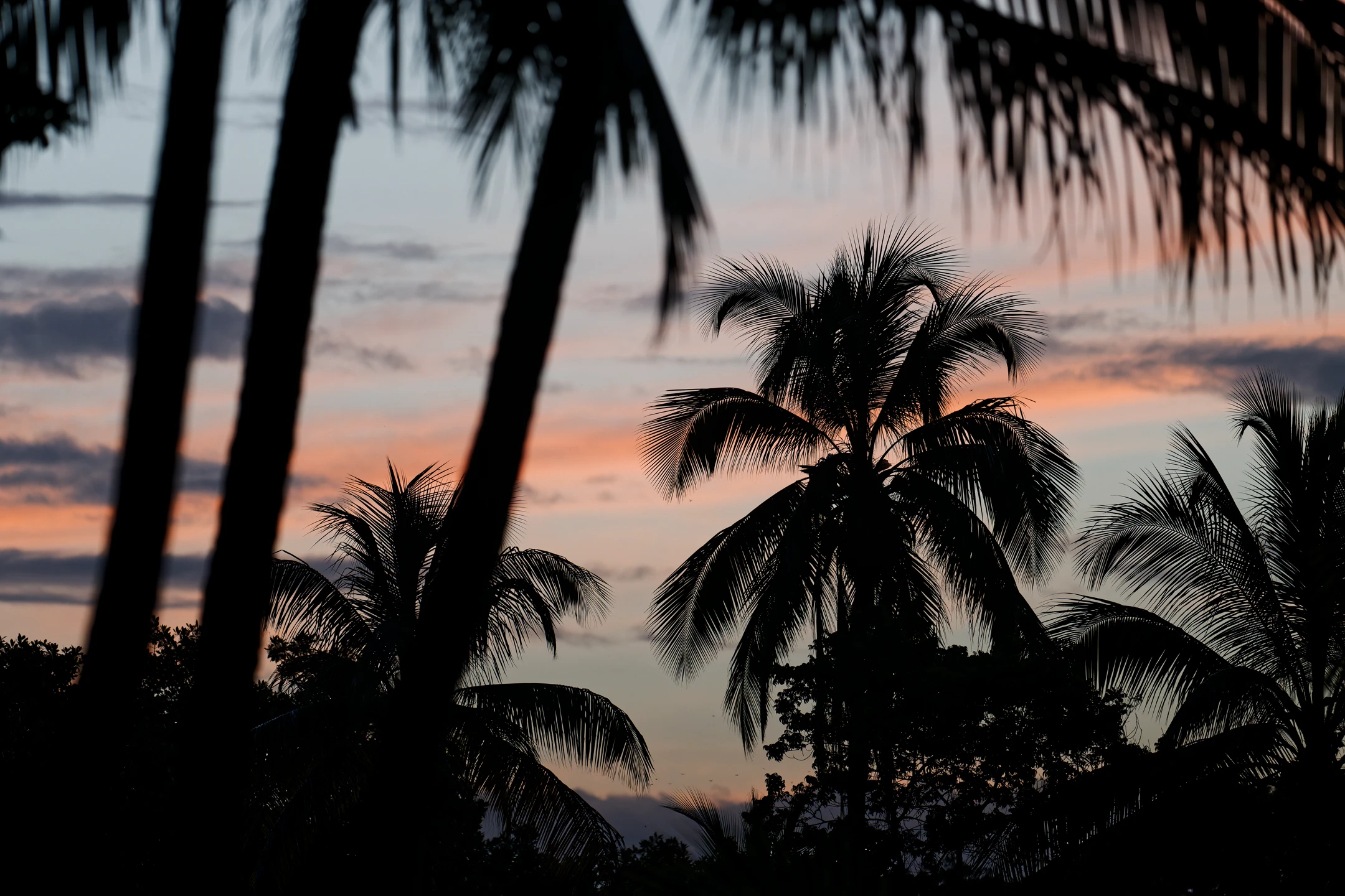 Photo : Cocotiers de la Plage des Salines au crépuscule, Guyane.