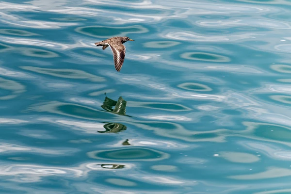 Photo : Chevalier grivelé (Actitis macularius) survolant l'Océan Atlantique.