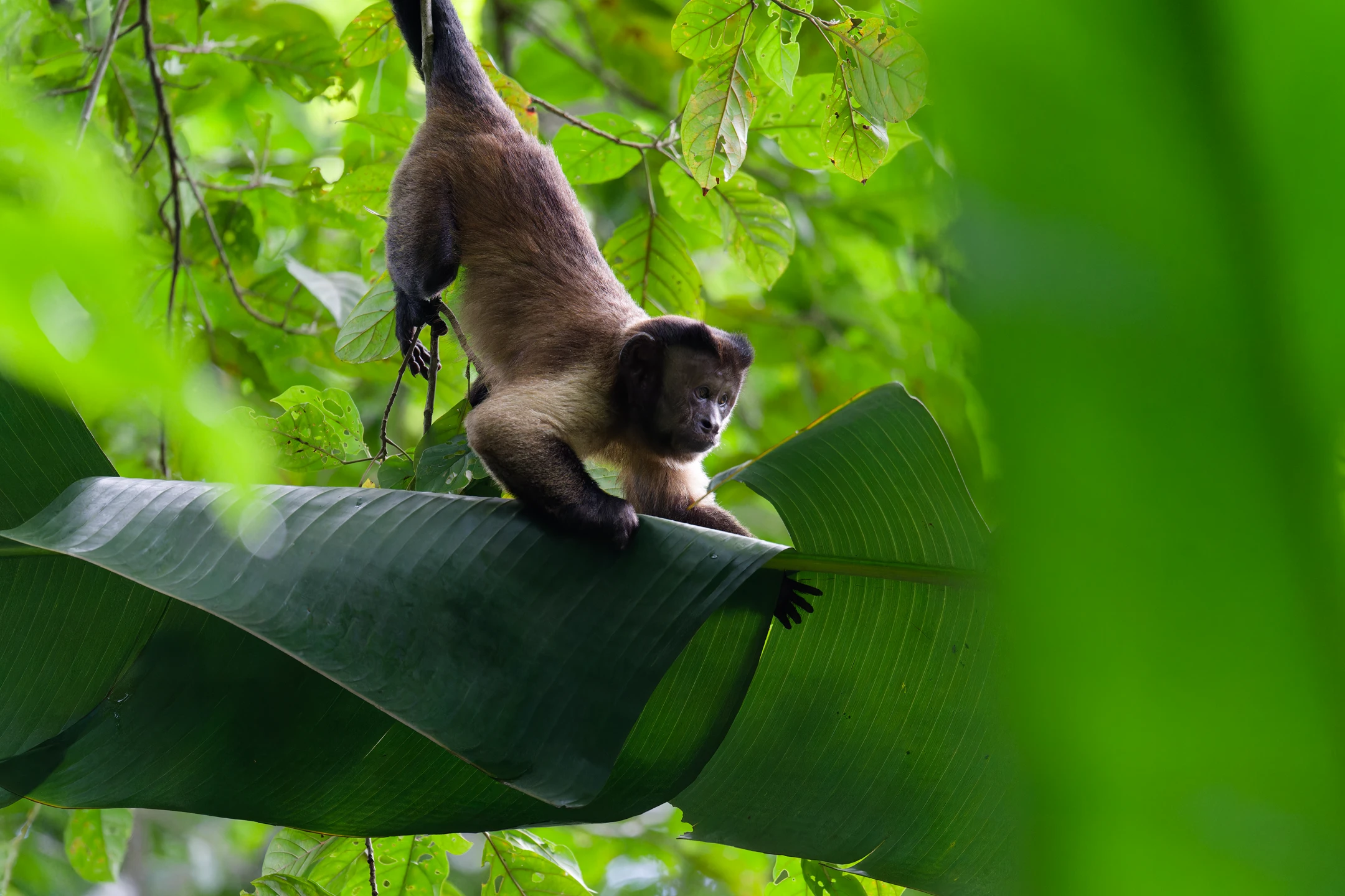 Photo : Capucin brun (Sapajus apella) se réceptionnant sur une feuille de bananier en forêt tropicale, Guyane.