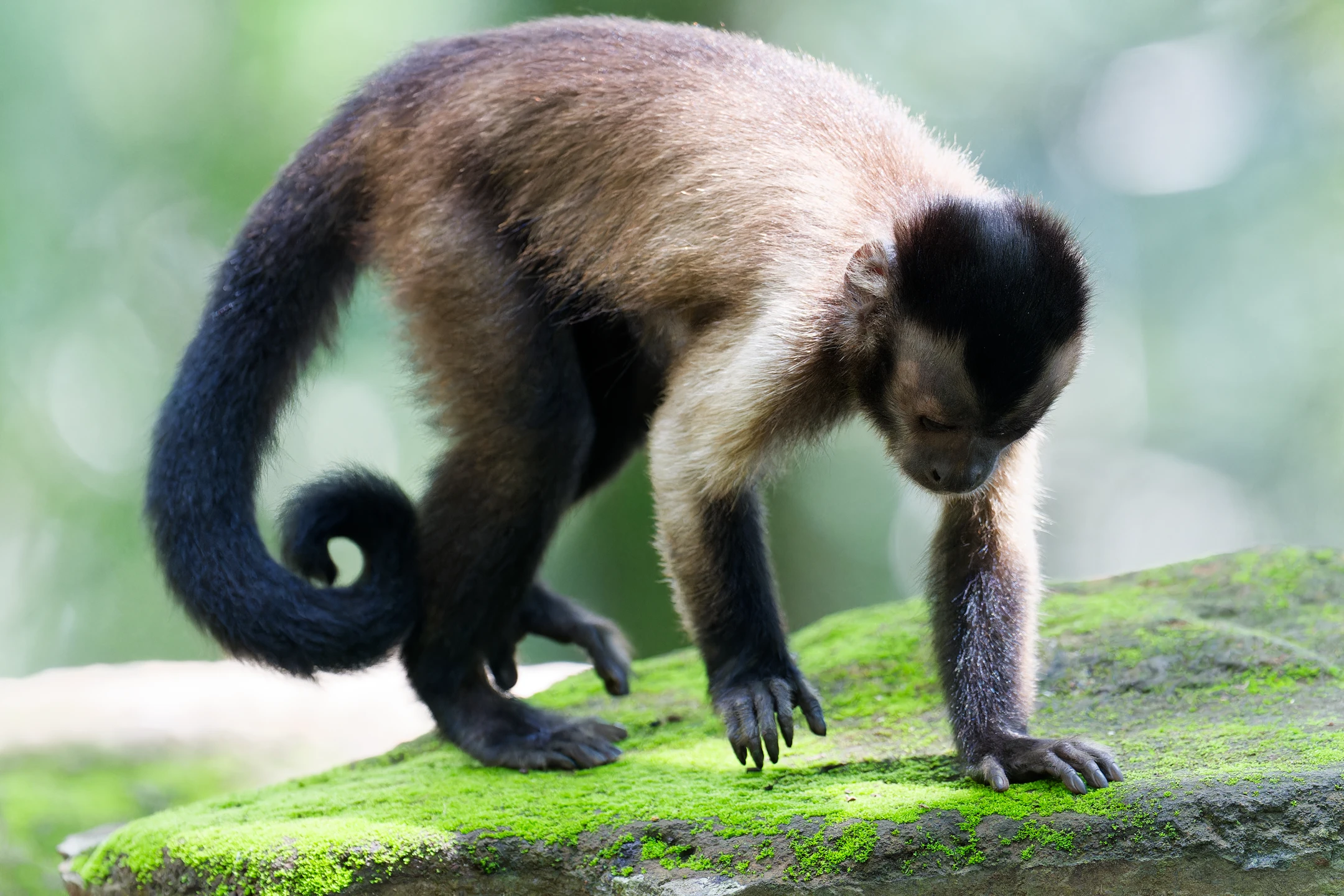 Photo : Capucin brun (Sapajus apella) de l'Île Royale sur un rocher moussu, Guyane.