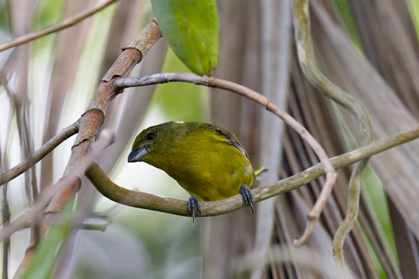 Photo : Organiste à calotte jaune (Euphonia luteicapilla).