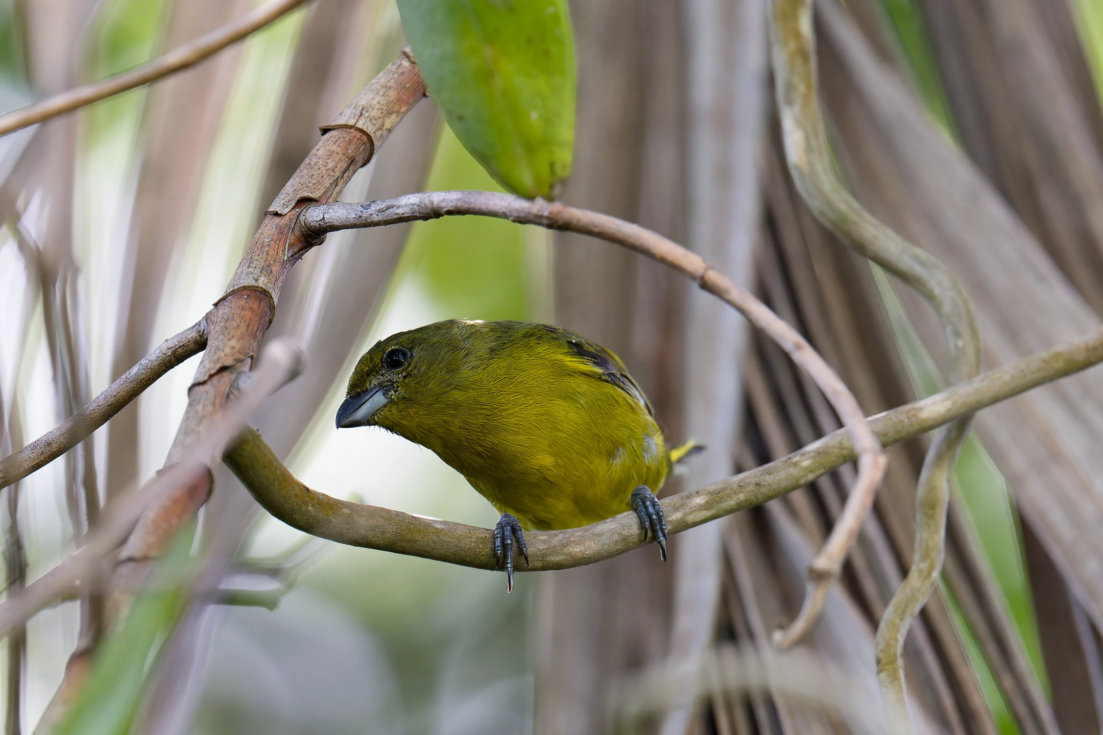 Photo : Organiste à calotte jaune (Euphonia luteicapilla), Guyane.