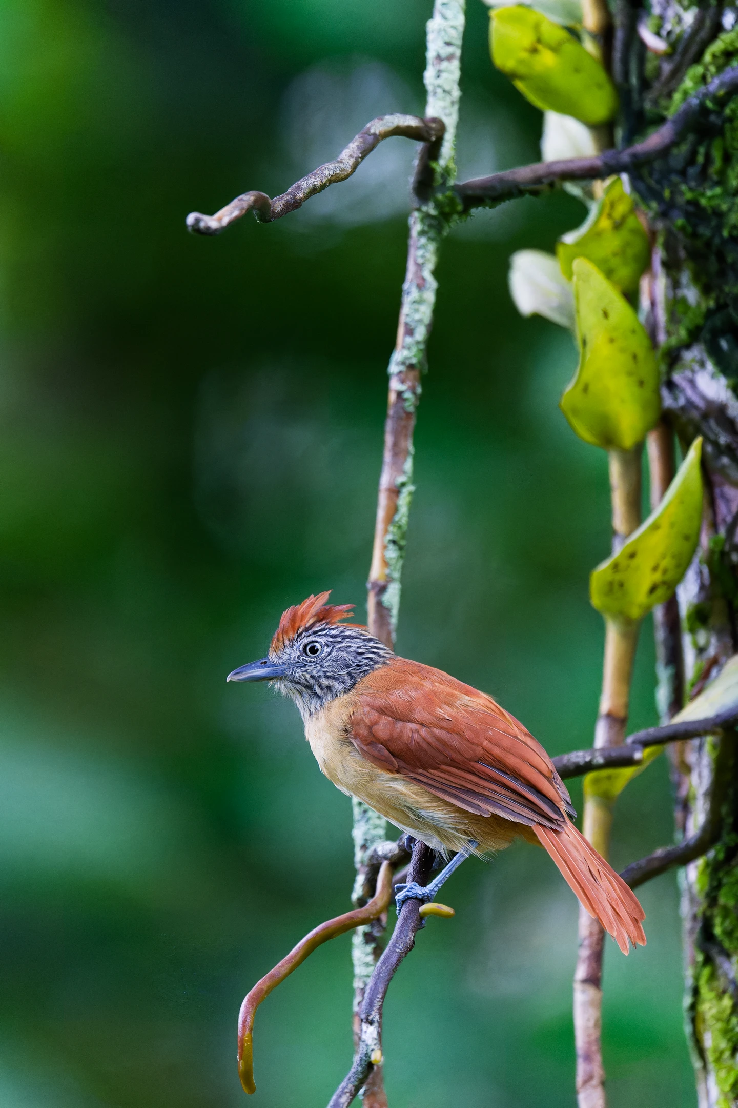 Photo : Batara rayé (Thamnophilus doliatus) femelle, Guyane.