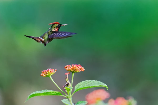 Photo : Coquette huppe-col (Lophornis ornatus) survolant un lantana à Roura.