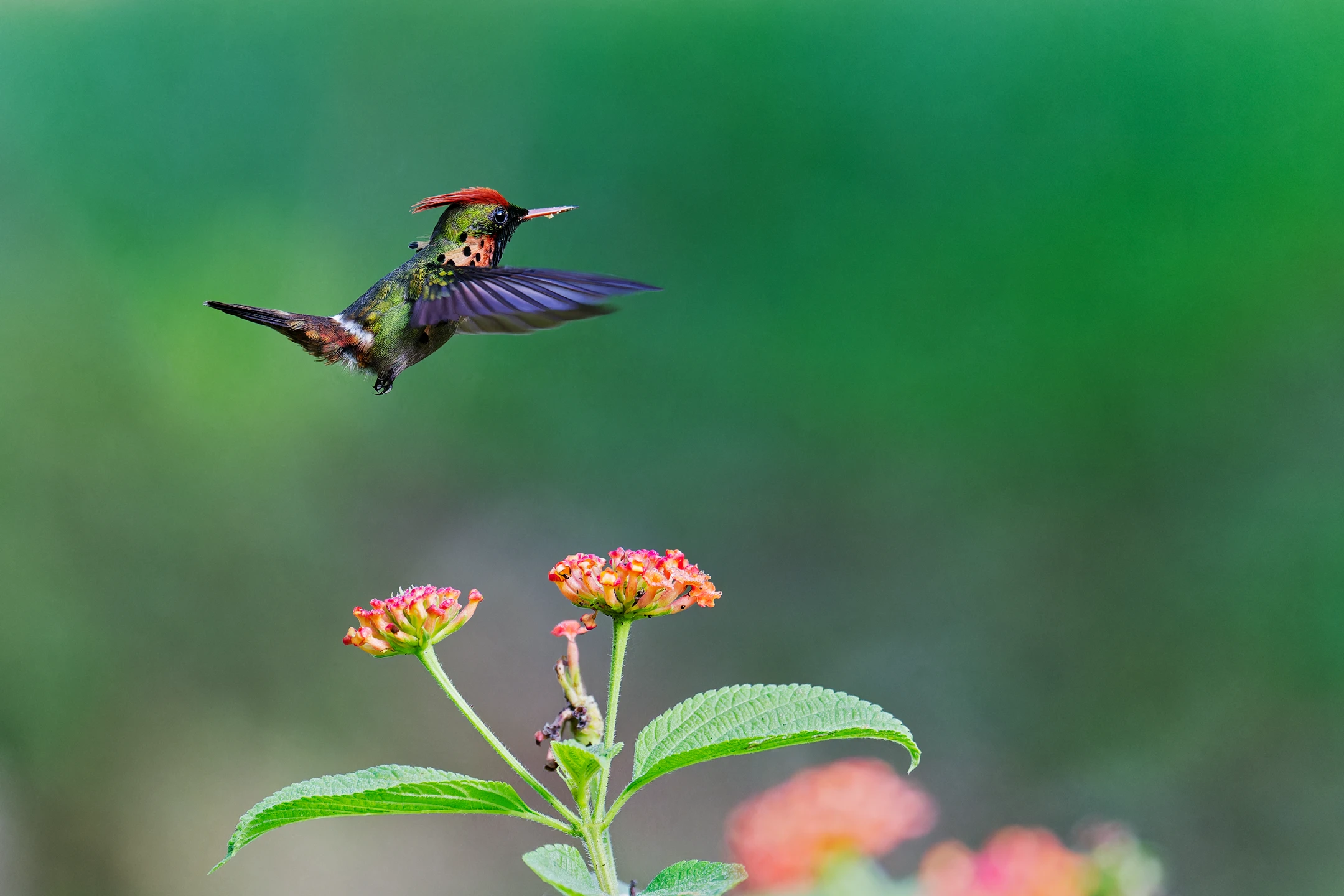 Photo : Coquette huppe-col (Lophornis ornatus) survolant un lantana à Roura, Guyane.