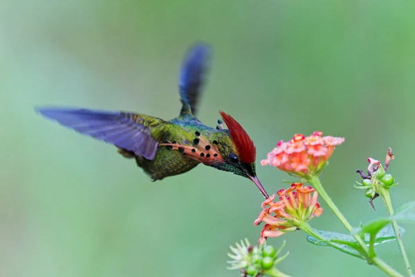 Photo : Coquette huppe-col (Lophornis ornatus) butinant un lantana à Roura.