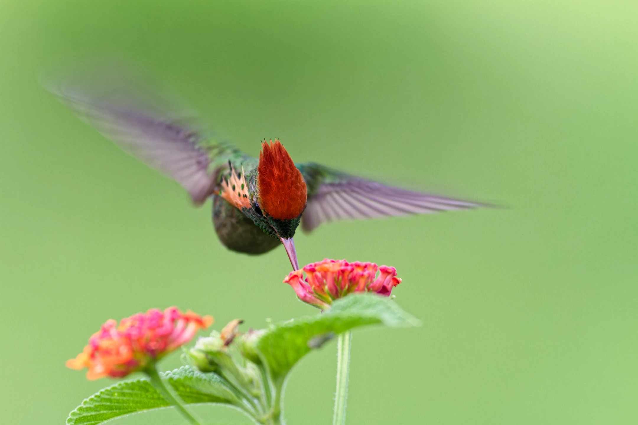 Photo : Coquette huppe-col (Lophornis ornatus) butinant un lantana en vol stationnaire, Guyane.