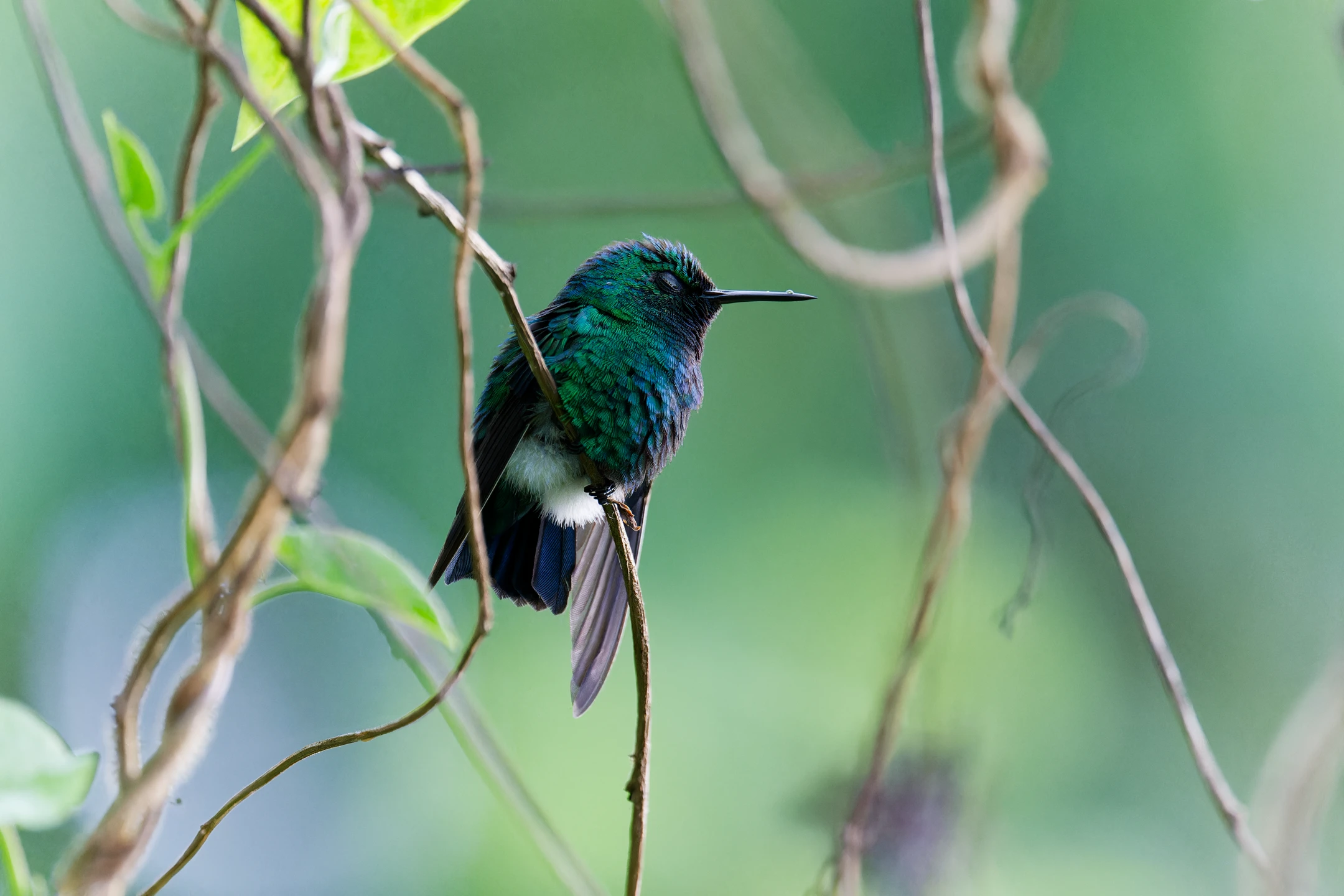 Photo : meraude orvert (Chlorostilbon mellisugus) mâle à la sieste sur une branche, Guyane.