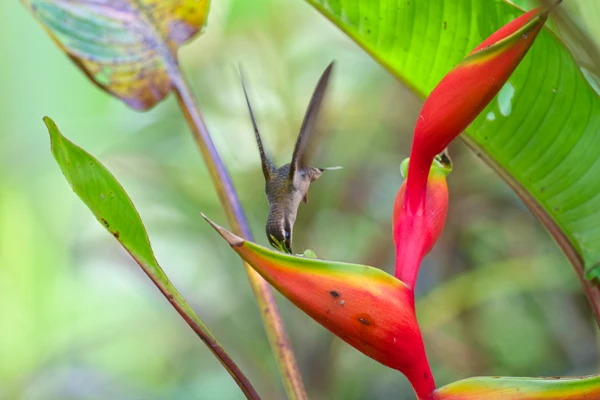 Photo : Ermite à brins blancs (Phaethornis superciliosus) en vol au Parc Amazonien.