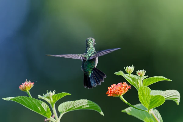 Photo : Colibri à menton bleu (Chlorestes notata) en vol stationnaire de dos.