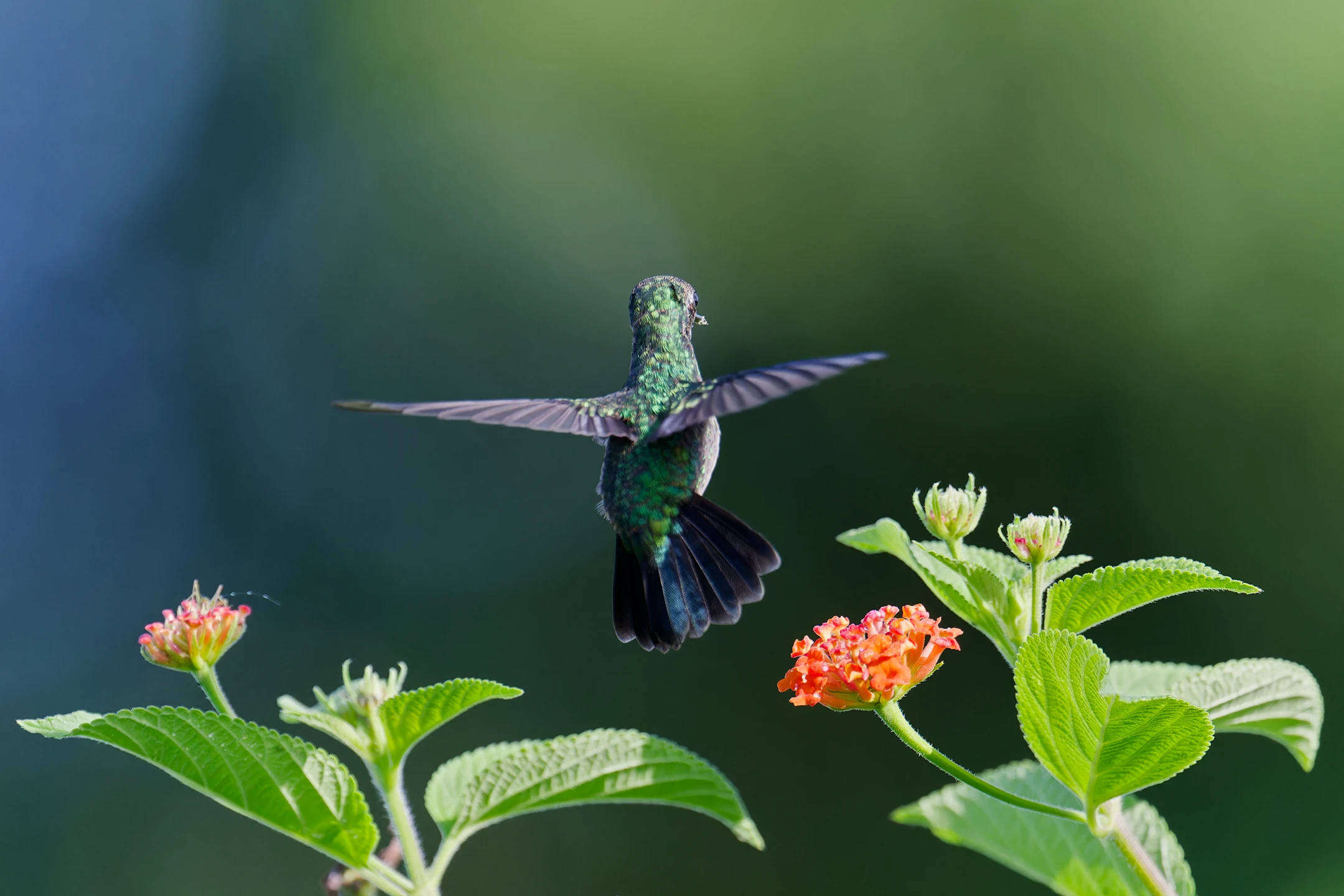 Photo : Colibri à menton bleu (Chlorestes notata) en vol stationnaire de dos, Guyane.