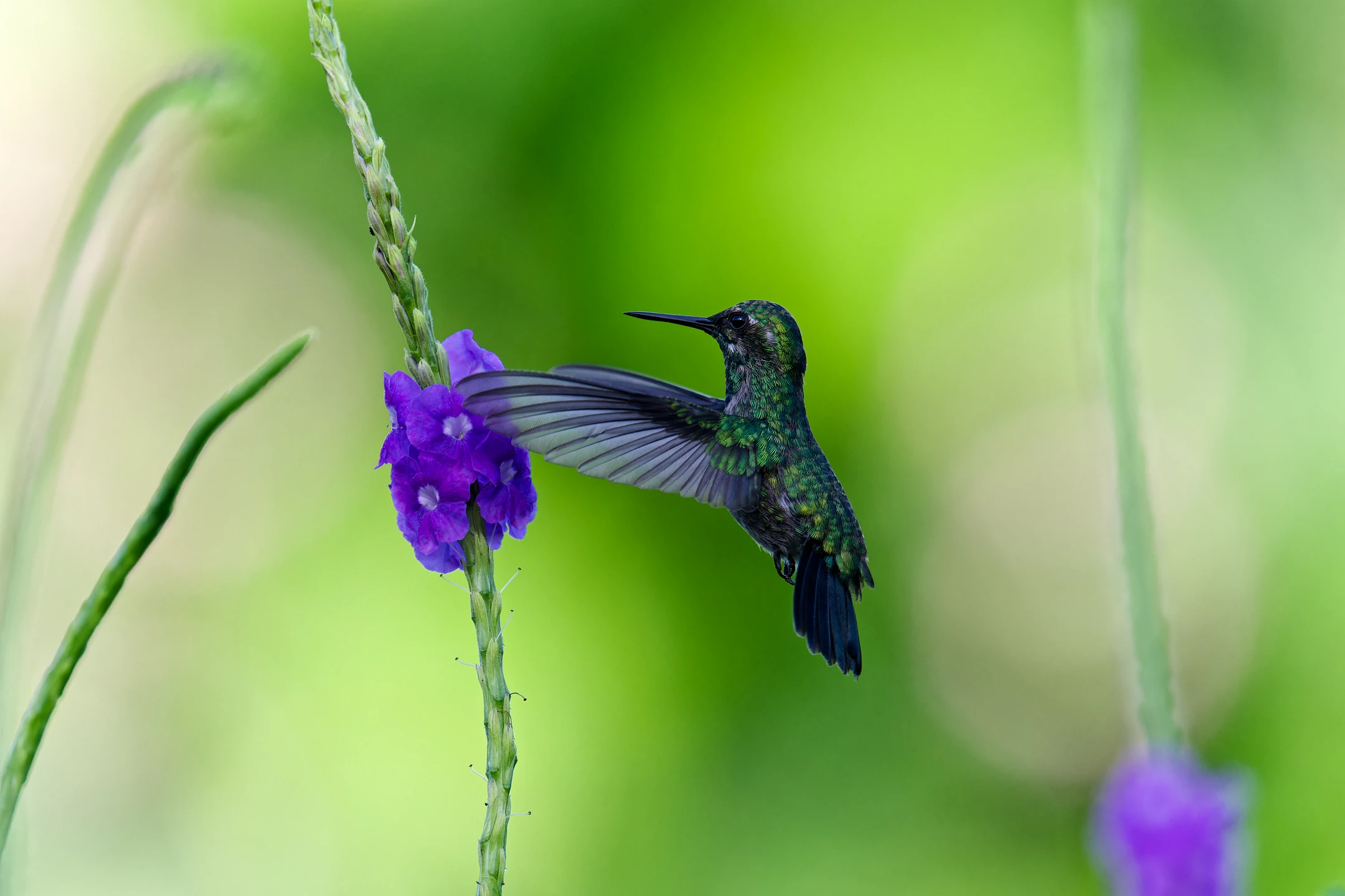 Photo : Colibri à menton bleu (Chlorestes notata) en vol stationnaire de profil, Guyane.
