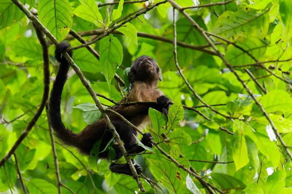 Photo : Capucin brun (Sapajus apella) juvénile grimpant et enroulant sa queue autour d'une branche en forêt tropicale.