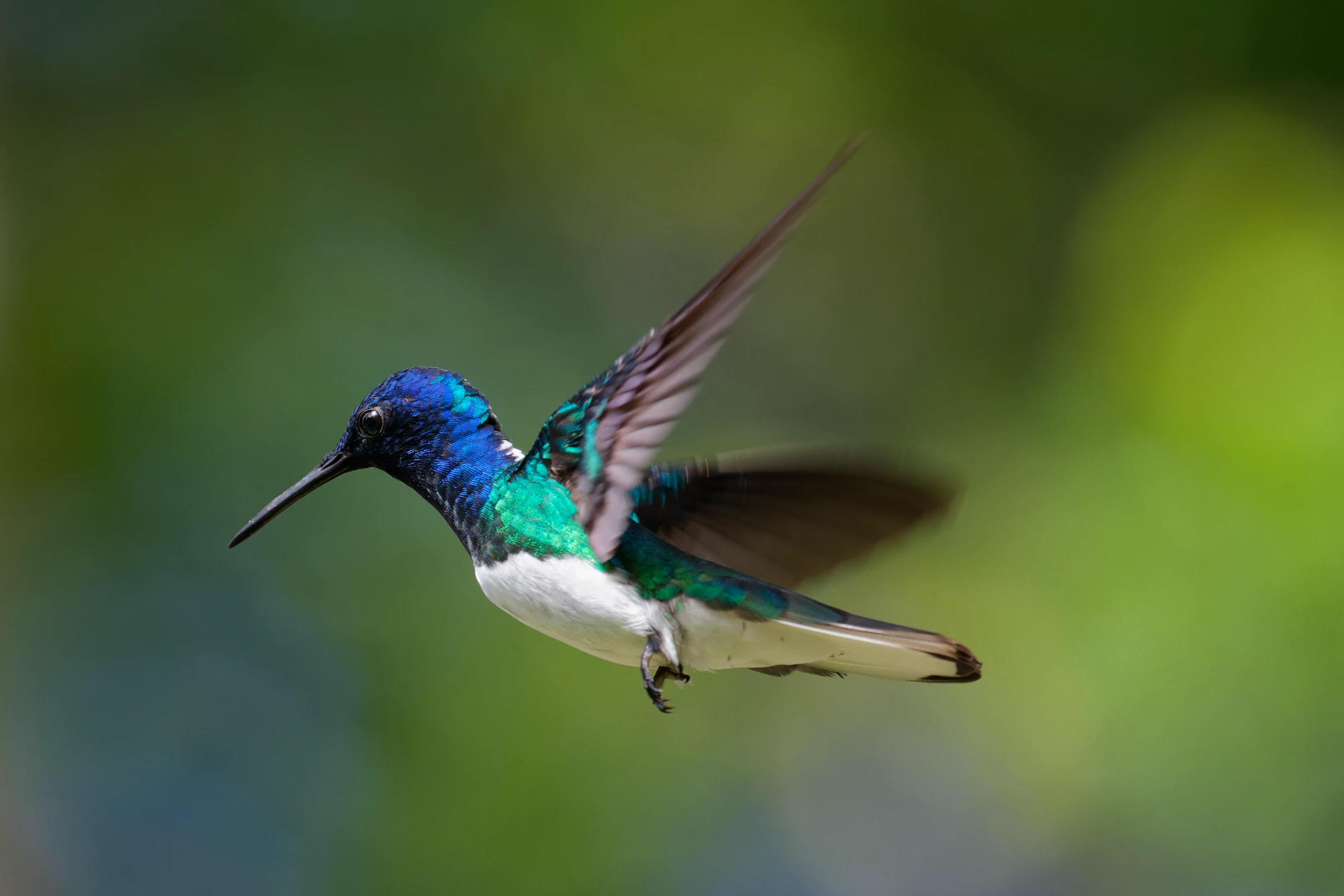 Photo : Colibri jacobin (Florisuga mellivora) en vol au Parc Amazonien, Guyane.