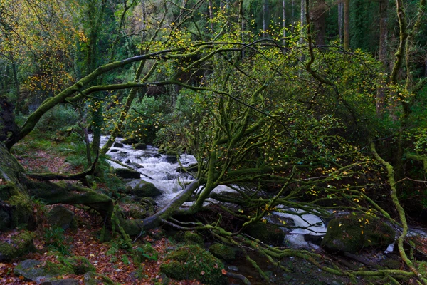Photo : Rivière Owengarriff, Parc National de Killarney, Irlande (Owengarriff River, Killarney National Park, Ireland).