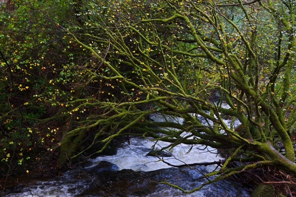 Photo : Arbre automnal, Rivière Owengarriff, Parc National de Killarney, Irlande (Owengarriff River, Killarney National Park, Ireland).