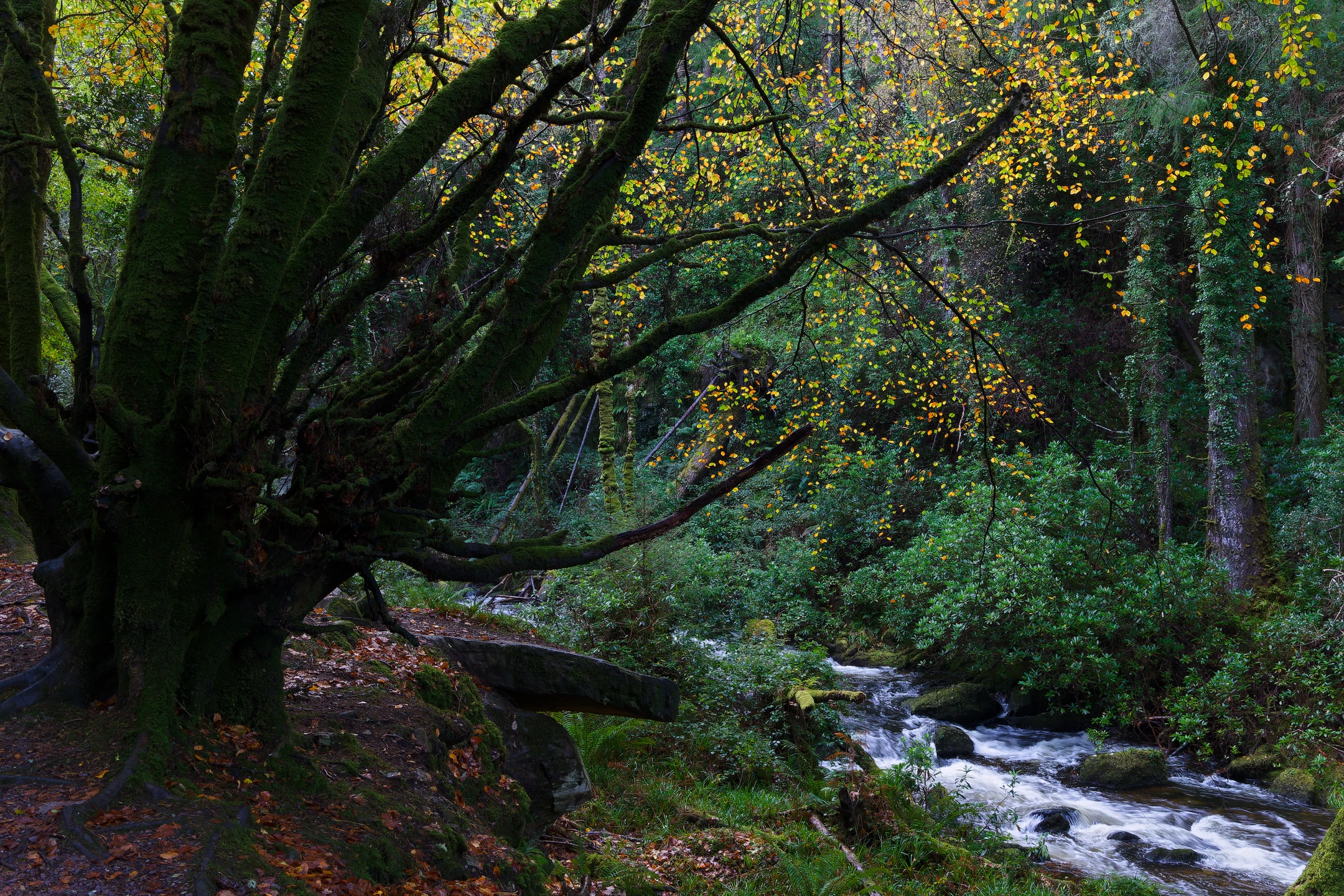 Photo : Arbre centenaire, Rivière Owengarriff, Parc National de Killarney, Irlande (Owengarriff River, Killarney National Park, Ireland).