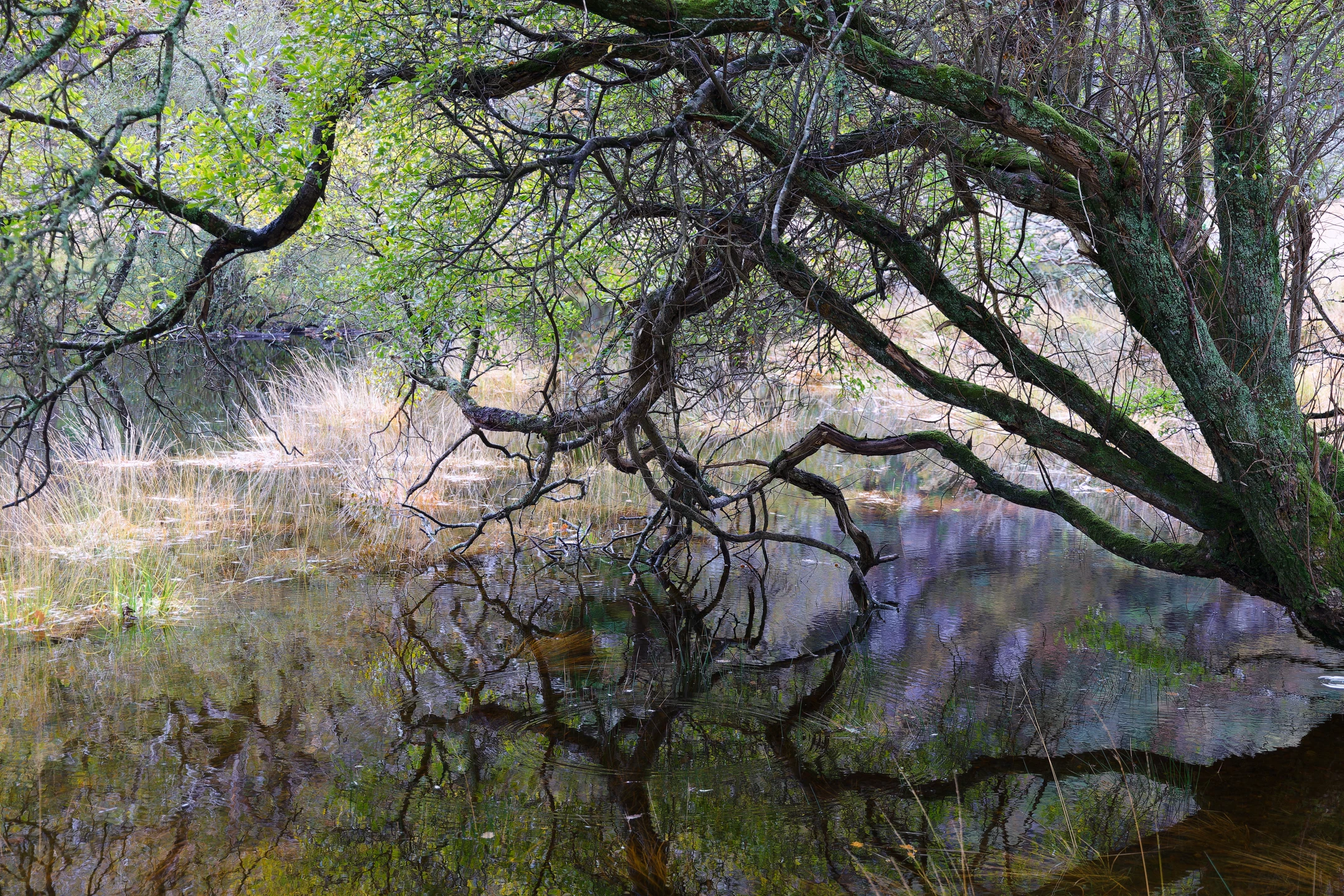 Photo : Marais du Parc National de Killarney, Irlande (Killarney National Park, Ireland).
