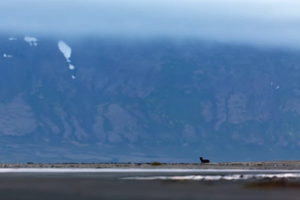 Photo : Melrakki, le renard polaire (Vulpes lagopus) islandais – Islande (Iceland), Vestfirdir, Hornstandir.