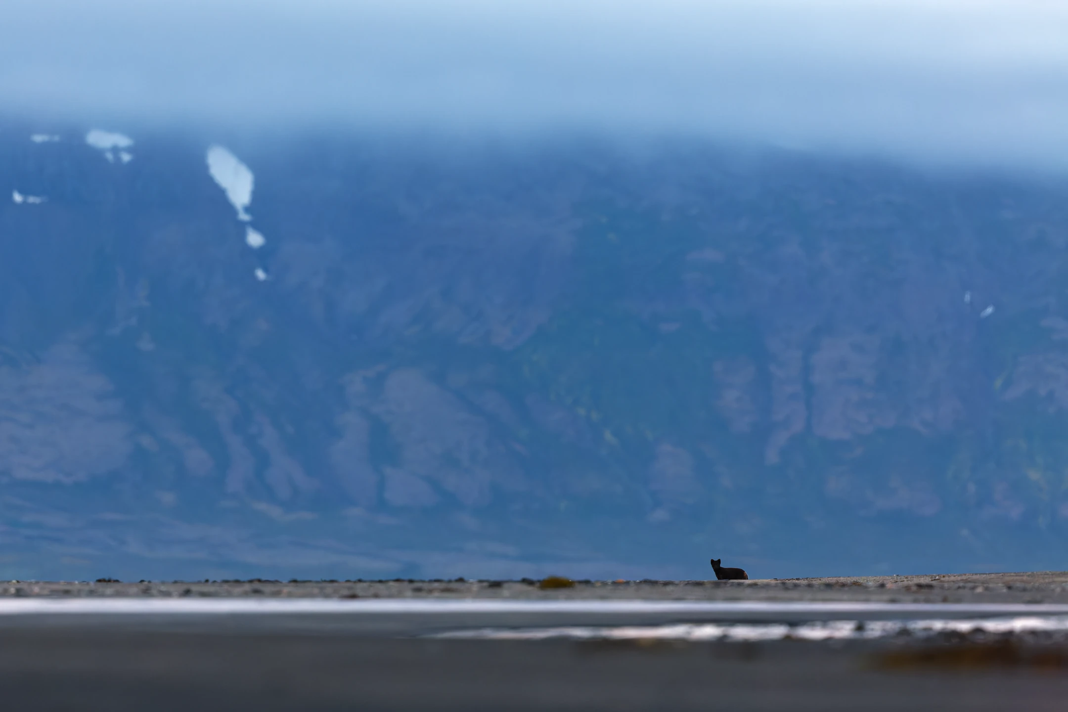 Photo : Melrakki, le renard polaire (Vulpes lagopus) islandais – Islande (Iceland), Vestfirdir, Hornstandir.