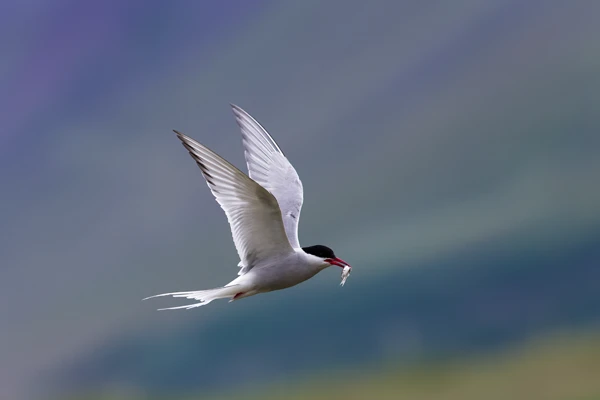 Photo : Sterne arctique (Sterna paradisaea) en vol et sa pêche.