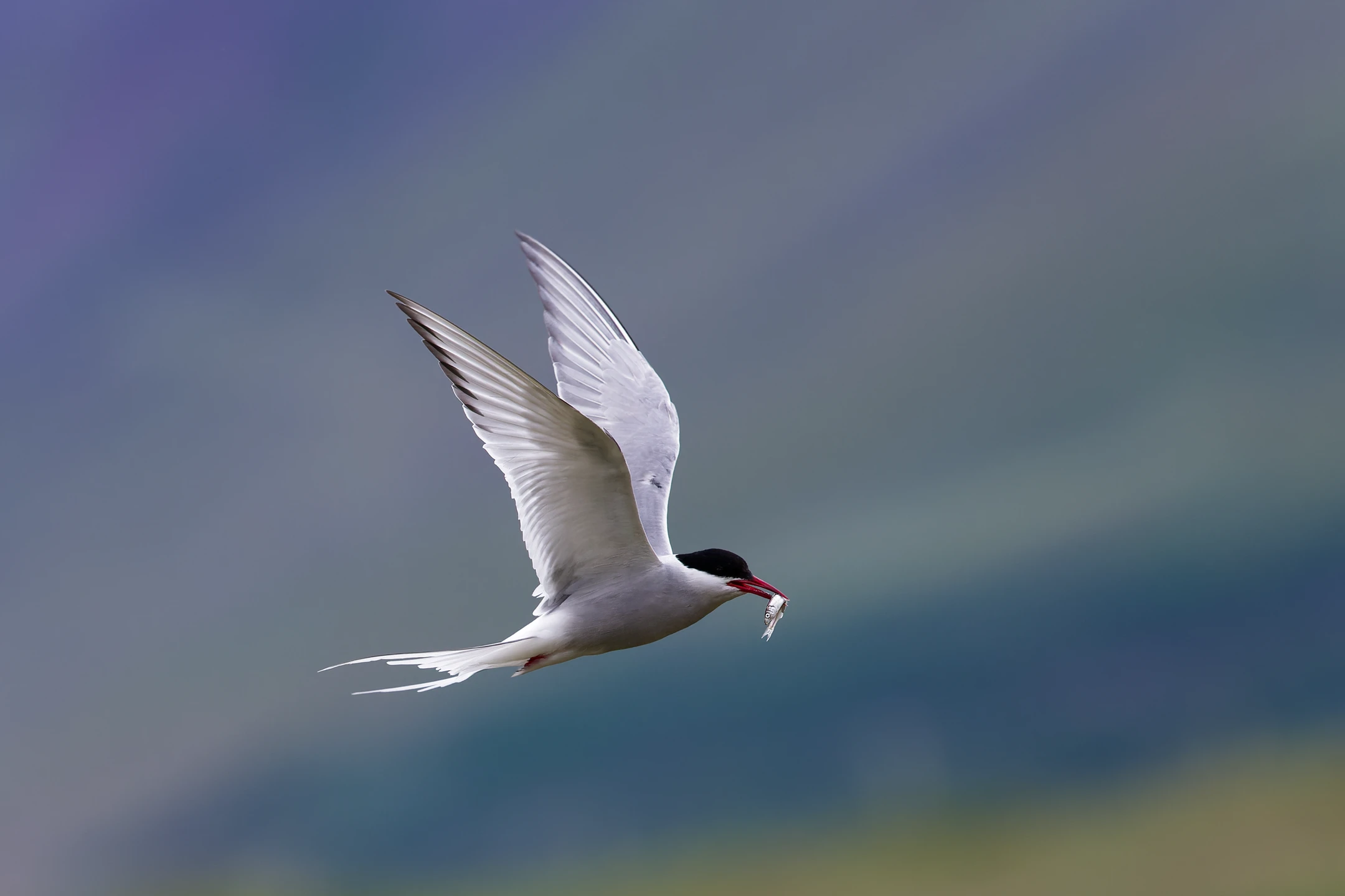 Photo : Sterne arctique (Sterna paradisaea) en vol et sa pêche.