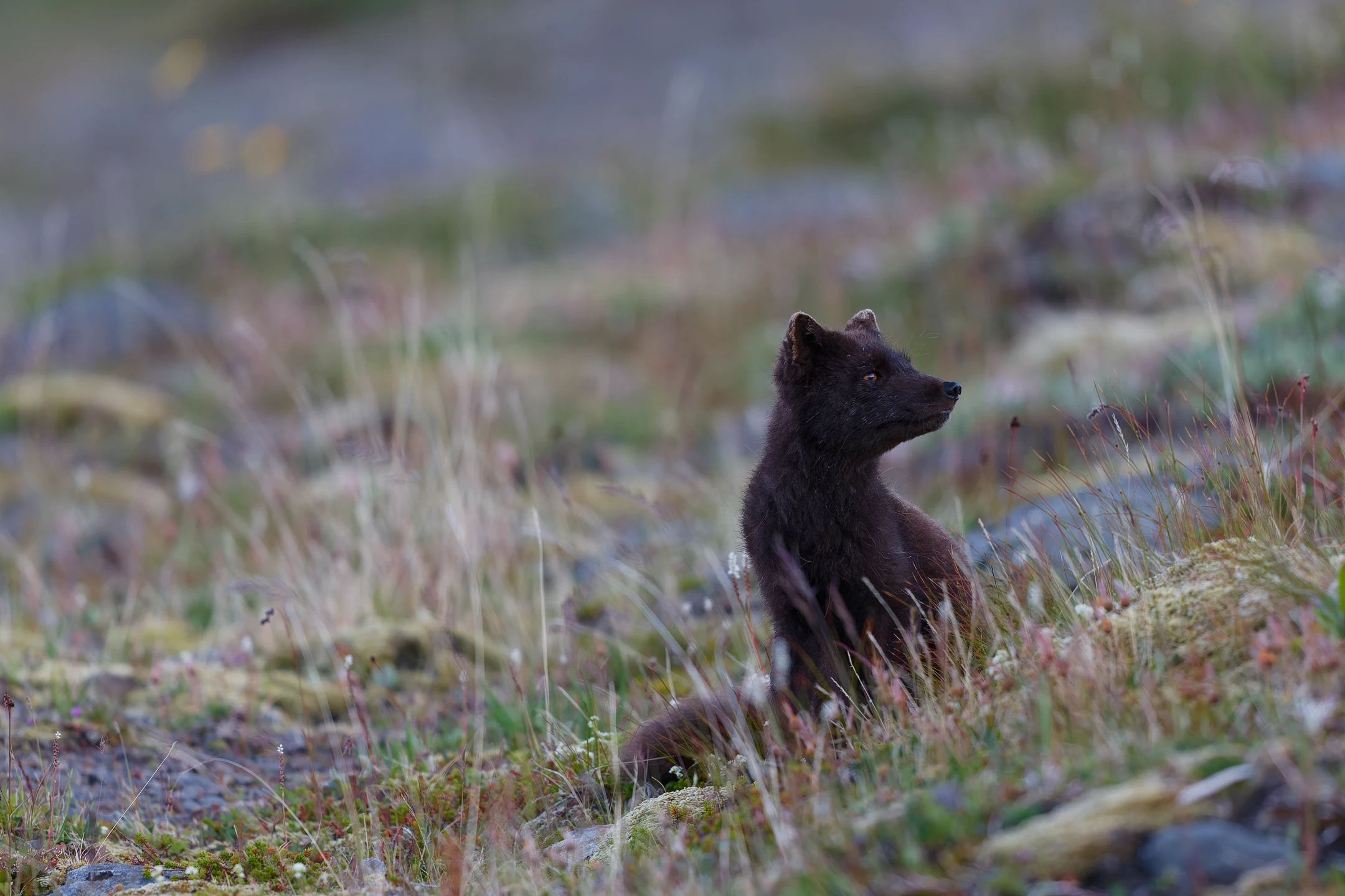 Photo : Renard polaire (Vulpes lagopus) de forme bleue, se ménageant une pause.