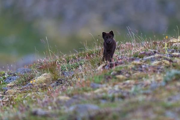 Photo : Renard polaire (Vulpes lagopus) de forme bleue, intrigué.