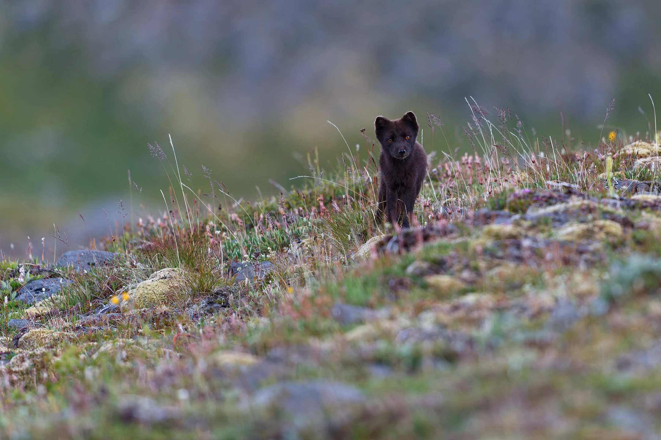 Photo : Renard polaire (Vulpes lagopus) de forme bleue, intrigué.