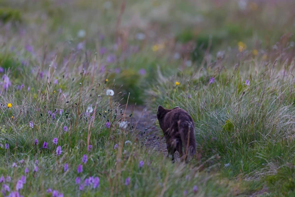 Photo : Renard polaire (Vulpes lagopus) de forme bleue, vadrouillant sur un chemin à la nuit polaire.