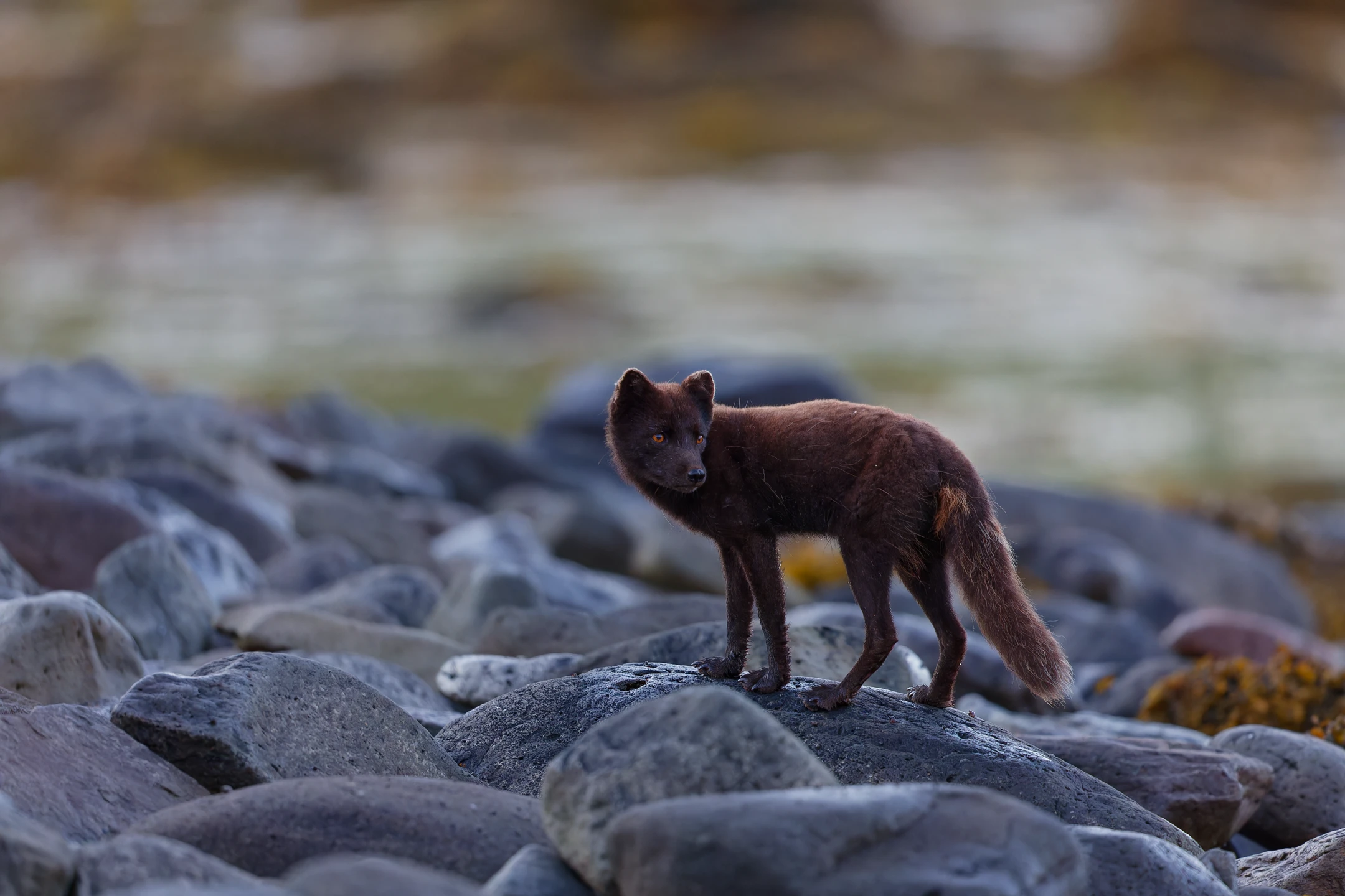Photo : Renard polaire (Vulpes lagopus) de forme bleue sur plage de galets la nuit.