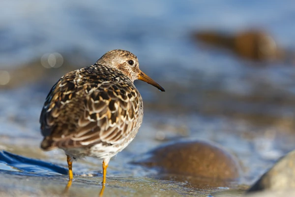 Photo : Bécasseau violet (Calidris maritima) de dos sur le rivage.