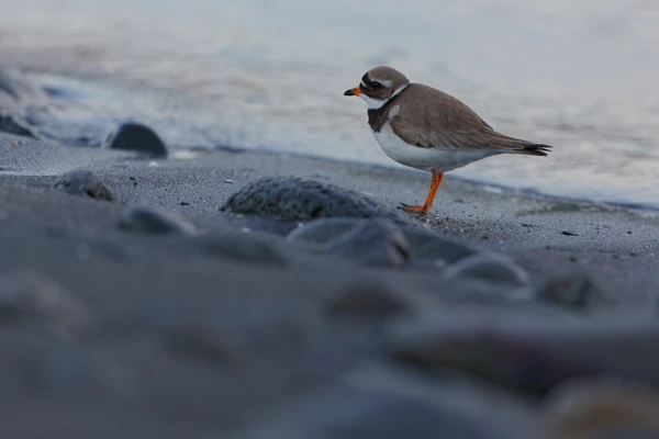 Photo : Grand gravelot (Charadrius hiaticula) sur la plage au crépuscule.