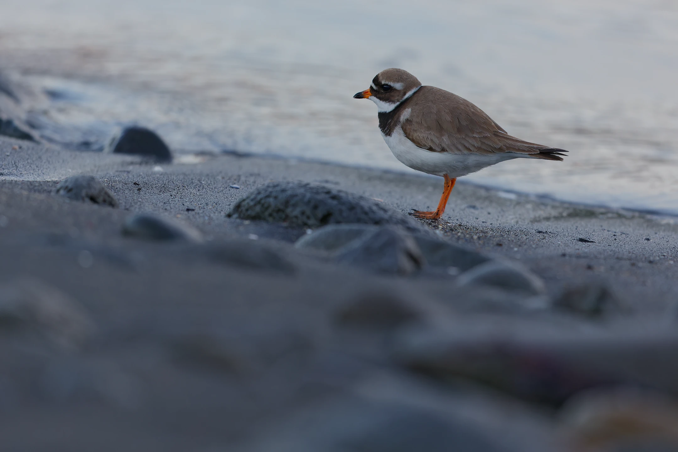 Photo : Grand gravelot (Charadrius hiaticula) sur la plage au crépuscule.