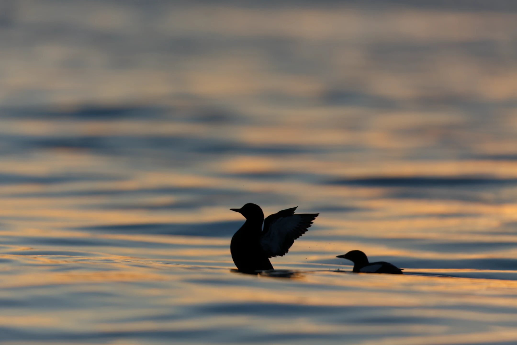 Photo : Guillemots à miroir (Cepphus grylle) au bain.