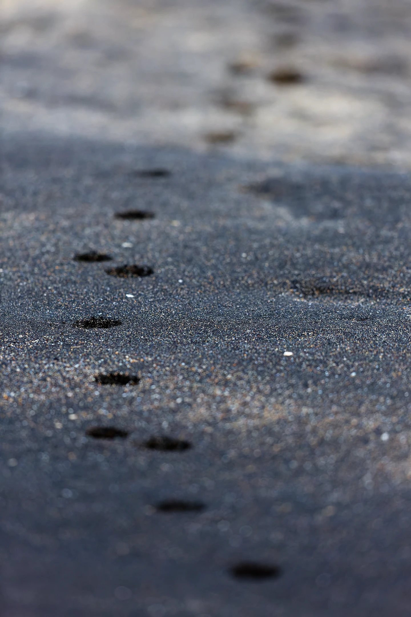 Photo : Empreintes de renard polaire (Vulpes lagopus) sur une plage volcanique.
